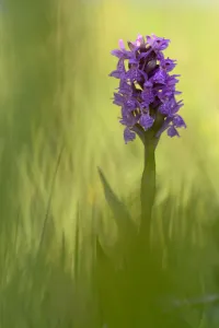 Irish march orchid (Dactylorhiza majalis) in flower, Sainte Marguerite, France, May Irish march orchid (Dactylorhiza majalis) in flower, Sainte Marguerite, France, May