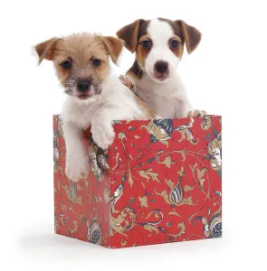 Jack-in-a-box - two Jack Russell Terrier puppies in box, one rough coated, one smooth coated Jack-in-a-box - two Jack Russell Terrier puppies in box, one rough coated, one smooth coated