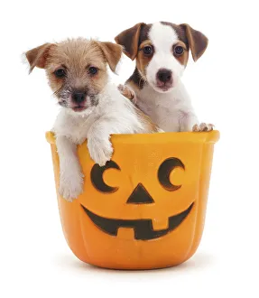Jack-in-a-bucket - two Jack Russell Terrier puppies in a Halloween pumpkin bucket Jack-in-a-bucket - two Jack Russell Terrier puppies in a Halloween pumpkin bucket