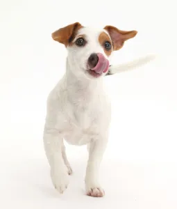 Jack Russell Terrier puppy walking and licking her nose Jack Russell Terrier puppy walking and licking her nose