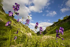 Jacobs Ladder (Polemonium caeruleum) flowering. Lathkill Dale NNR, Peak District National Park Jacobs Ladder (Polemonium caeruleum) flowering. Lathkill Dale NNR, Peak District National Park