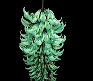 Jade vine (Strongylodon macrobotrys) in glasshouse at Kew Gardens, London, UK Jade vine (Strongylodon macrobotrys) in glasshouse at Kew Gardens, London, UK