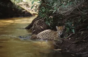Jaguar female with 6-week-old cub crossing forest creek {Panthera onca}, Amazonia Basin Jaguar female with 6-week-old cub crossing forest creek {Panthera onca}, Amazonia Basin