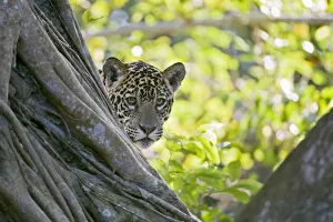 Jaguar (Panthera onca), one-year cub peering from behind tree, Cuiaba River, Pantanal, Brazil Jaguar (Panthera onca), one-year cub peering from behind tree, Cuiaba River, Pantanal, Brazil