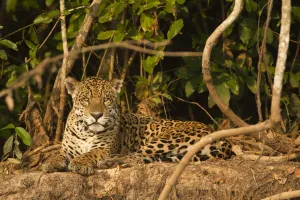 Jaguar (Panthera onca) portrait, lying down along riverbank in Pantanal, Brazil Jaguar (Panthera onca) portrait, lying down along riverbank in Pantanal, Brazil
