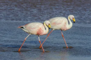 James flamingo / Puna flamingo (Phoenicoparrus jamesi). Lago Colorado, Bolivia James flamingo / Puna flamingo (Phoenicoparrus jamesi). Lago Colorado, Bolivia