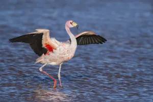 Jamess flamingo (Phoenicoparrus jamesi) walking with wings outstreched Laguna Jamess flamingo (Phoenicoparrus jamesi) walking with wings outstreched Laguna
