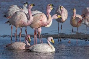 Jamess flamingo (Phoenicoparrus jamesi) flock on the shore of Laguna Colorada Jamess flamingo (Phoenicoparrus jamesi) flock on the shore of Laguna Colorada