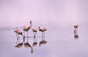 Jamess flamingos (Phoenicoparrus jamesi) Laguna Colorado, Bolivia Jamess flamingos (Phoenicoparrus jamesi) Laguna Colorado, Bolivia