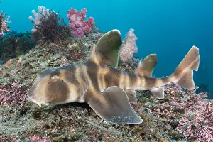 Japanese bullhead shark (Heterodontus japonicus) on reef. Chiba Prefecture, Honshu, Japan Japanese bullhead shark (Heterodontus japonicus) on reef. Chiba Prefecture, Honshu, Japan