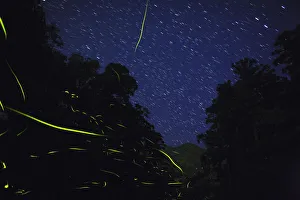 Japanese fireflies (Luciola cruciata) in flight at night, endemic species, Yaku-shima Japanese fireflies (Luciola cruciata) in flight at night, endemic species, Yaku-shima