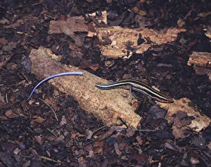 Japanese five lined skink {Eumeces japonicus} with its tail that it has broken off by Japanese five lined skink {Eumeces japonicus} with its tail that it has broken off by