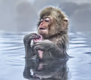 Japanese Macaque (Macaca fuscata) baby enjoying a relaxing moment in the hot spring in Jigokudani Japanese Macaque (Macaca fuscata) baby enjoying a relaxing moment in the hot spring in Jigokudani