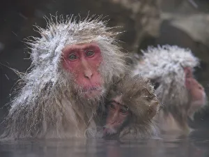 Japanese macaque (Macaca fuscata) holding young while bathing in hot spring to keep warm Japanese macaque (Macaca fuscata) holding young while bathing in hot spring to keep warm