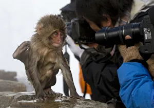 Japanese Macaque (Macaca fuscata) juvenile appears to be doing tricks to get some Japanese Macaque (Macaca fuscata) juvenile appears to be doing tricks to get some