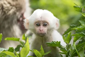 Japanese macaque (Macaca fuscata fuscata) mother with rare white furred baby, Jigokudani Valley Japanese macaque (Macaca fuscata fuscata) mother with rare white furred baby, Jigokudani Valley