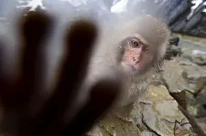 Japanese Macaque (Macaca fuscatata) juvenile, reaching out to touch the camera. Jigokudani Japanese Macaque (Macaca fuscatata) juvenile, reaching out to touch the camera. Jigokudani