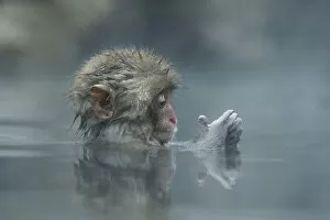 Images Dated 22nd December 2007: Japanese macaque / Snow monkey {Macaca fuscata} 7-month-old monkey bathing in hot springs
