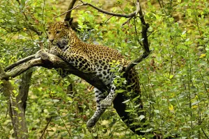 Javan leopard (Panthera pardus melas) captive, endemic to Java. Endemic Javan leopard (Panthera pardus melas) captive, endemic to Java. Endemic