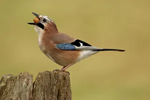 Jay (Garrulus glandarius) feeding on acorn, Warwickshire, UK Jay (Garrulus glandarius) feeding on acorn, Warwickshire, UK