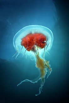 Jellyfish (Diplulmaris antarctica) Cuverville, Antarctic Peninsula, Antarctica Jellyfish (Diplulmaris antarctica) Cuverville, Antarctic Peninsula, Antarctica