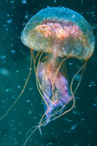 Jellyfish (Pelagia noctiluca) amongst plankton, Shetland Isles, Scotland Jellyfish (Pelagia noctiluca) amongst plankton, Shetland Isles, Scotland