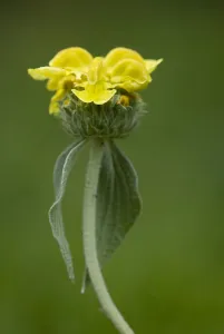 Jerusalem sage (Phlomis fruticosa) in flower, Lake Skadar National Park, Montenegro Jerusalem sage (Phlomis fruticosa) in flower, Lake Skadar National Park, Montenegro