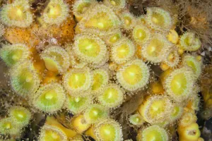 Jewel Anemones (Corynactis haddoni) Poor Knights Islands, New Zealand, February Jewel Anemones (Corynactis haddoni) Poor Knights Islands, New Zealand, February