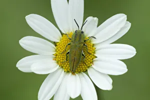 Jewel beetle (Anthaxia hungarica) on aster flower, South of Casteil, French Pyrenees, France Jewel beetle (Anthaxia hungarica) on aster flower, South of Casteil, French Pyrenees, France