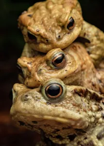 July 2023 Highlights Prints: Print of Three Common toads in amplexus