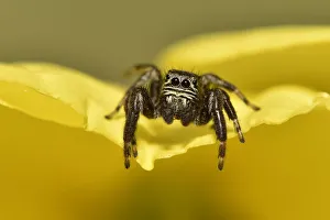 Jumping spider (Evarcha arcuata) on edge of evening primrose flower, Surrey, England Jumping spider (Evarcha arcuata) on edge of evening primrose flower, Surrey, England