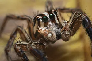 Jumping spider (Salticidae sp), close up. Wuliangshan Nature Reserve, Jingdong Jumping spider (Salticidae sp), close up. Wuliangshan Nature Reserve, Jingdong
