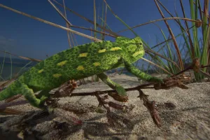 Juvenile African chameleon (Chamaeleo africanus) on twig, Southern Peloponnes, Greece Juvenile African chameleon (Chamaeleo africanus) on twig, Southern Peloponnes, Greece