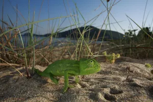 Juvenile African chameleon (Chamaeleo africanus) on ground, Southern The Peloponnese Juvenile African chameleon (Chamaeleo africanus) on ground, Southern The Peloponnese
