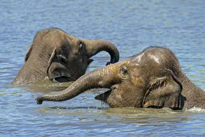 Two juvenile Asian elephants (Elephas maximus) having fun bathing and playing in river Two juvenile Asian elephants (Elephas maximus) having fun bathing and playing in river