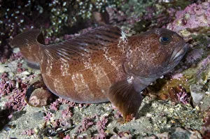 Juvenile Atlantic wolffish (Anarhichas lupus) Saltstraumen, Bod, Norway, October 2008 Juvenile Atlantic wolffish (Anarhichas lupus) Saltstraumen, Bod, Norway, October 2008