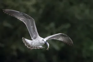 Juvenile Black-headed or Herring gull flying with fish in beak, Elbe Biosphere Reserve Juvenile Black-headed or Herring gull flying with fish in beak, Elbe Biosphere Reserve