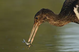 Popular themes/wild wonders europe 2/juvenile black stork ciconia nigra fish beak Popular themes/wild wonders europe 2/juvenile black stork ciconia nigra fish beak