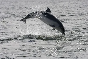 Juvenile Bottlenose dolphin (Tursiops truncatus) breaching, Moray Firth, Inverness-shire Juvenile Bottlenose dolphin (Tursiops truncatus) breaching, Moray Firth, Inverness-shire