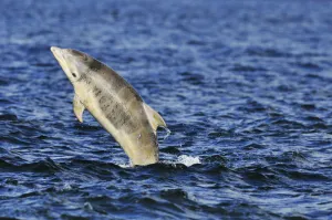 Juvenile Bottlenosed dolphins (Tursiops truncatus) jumping, Moray Firth, Nr Inverness Juvenile Bottlenosed dolphins (Tursiops truncatus) jumping, Moray Firth, Nr Inverness