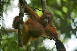 Juvenile female Bornean Orangutan (Pongo pygmaeus) called Betsy (daughter of Beth) Juvenile female Bornean Orangutan (Pongo pygmaeus) called Betsy (daughter of Beth)