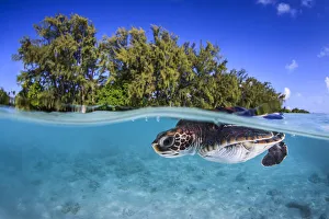 Juvenile Green turtle (Chelonia mydas) swimming near the surface, split level view Juvenile Green turtle (Chelonia mydas) swimming near the surface, split level view