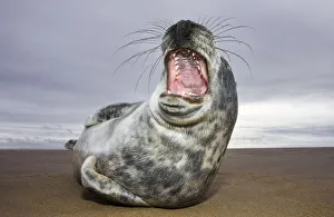 Juvenile Grey Seal {Halichoerus grypus} yawning, Donna Nook, Lincolnshire, England Juvenile Grey Seal {Halichoerus grypus} yawning, Donna Nook, Lincolnshire, England