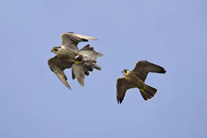 Juvenile male Peregrine falcon (Falco peregrinus) in flight chasing his parent who Juvenile male Peregrine falcon (Falco peregrinus) in flight chasing his parent who