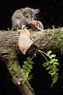 Juvenile Mouse opossum (Marmosops impavidus) feeding on moth, Pinas, El Oro, Ecuador Juvenile Mouse opossum (Marmosops impavidus) feeding on moth, Pinas, El Oro, Ecuador