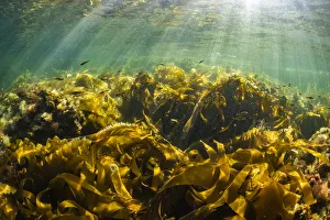 Juvenile Pollock (Pollachius virens) school within the protective fronds of kelp near Port Joli Juvenile Pollock (Pollachius virens) school within the protective fronds of kelp near Port Joli