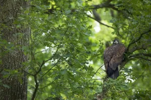 Juvenile White tailed eagle (Haliaeetus albicilla) in an Slovenian / Common oak Juvenile White tailed eagle (Haliaeetus albicilla) in an Slovenian / Common oak