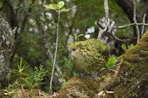 Kakapo (Strigops habroptilus) male, Codfish Island / Whenua Hou, Southland, New Zealand, February Kakapo (Strigops habroptilus) male, Codfish Island / Whenua Hou, Southland, New Zealand, February