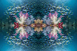 Kaleidoscopic image of coral reef with soft corals (Dendropnethya) shoal of Yellow back fusilliers Kaleidoscopic image of coral reef with soft corals (Dendropnethya) shoal of Yellow back fusilliers