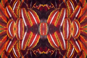 Kaleidoscopic image of crinoids or feather stars. Indonesia Kaleidoscopic image of crinoids or feather stars. Indonesia